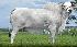 Raca: nelore padrao (corte) rgd: zebu 2851